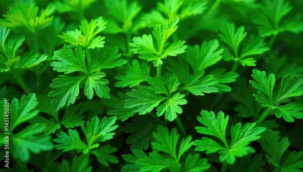 Intricate parsley sprigs forming a leafy pattern , composition, organic Intricate parsley sprigs forming a leafy pattern , composition, organic