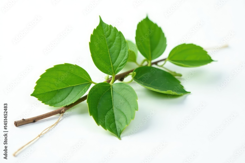 Fototapeta premium One isolated tree branch with leaves on white surface, tree leaves, greenery