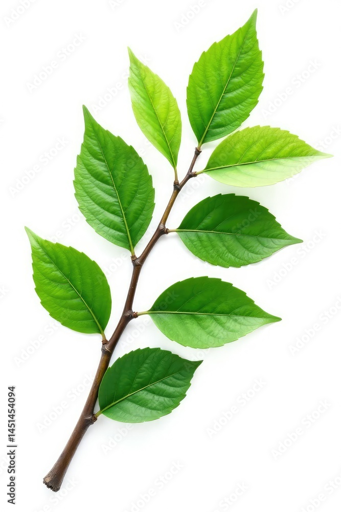 Naklejka premium A branch with leaves isolated on a white background, foliage, leafy greens