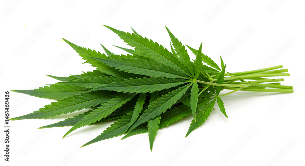 A bunch of green canabis like leaves with five round, lobed leaves on skinny stems, the background is plain white A bunch of green canabis like leaves with five round, lobed leaves on skinny stems, the background is plain white