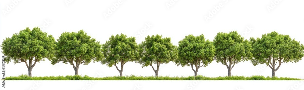 Obraz premium Row of lush green trees on grassy ground