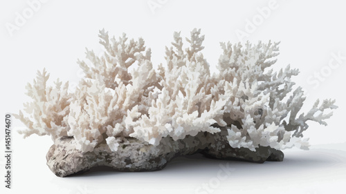 Studio high key shot of a white coral specimen resting on a neutral light grey-beige rock substrate. The coral displays a delicate branching structure showing varying shades of grey-white and beige.