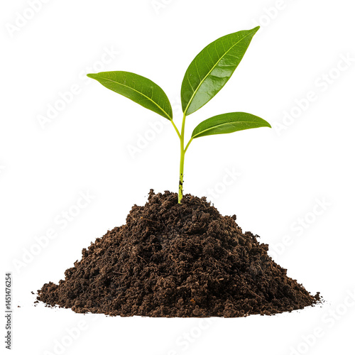 Wallpaper Mural Young Green Plant Growing from Soil Pile Torontodigital.ca