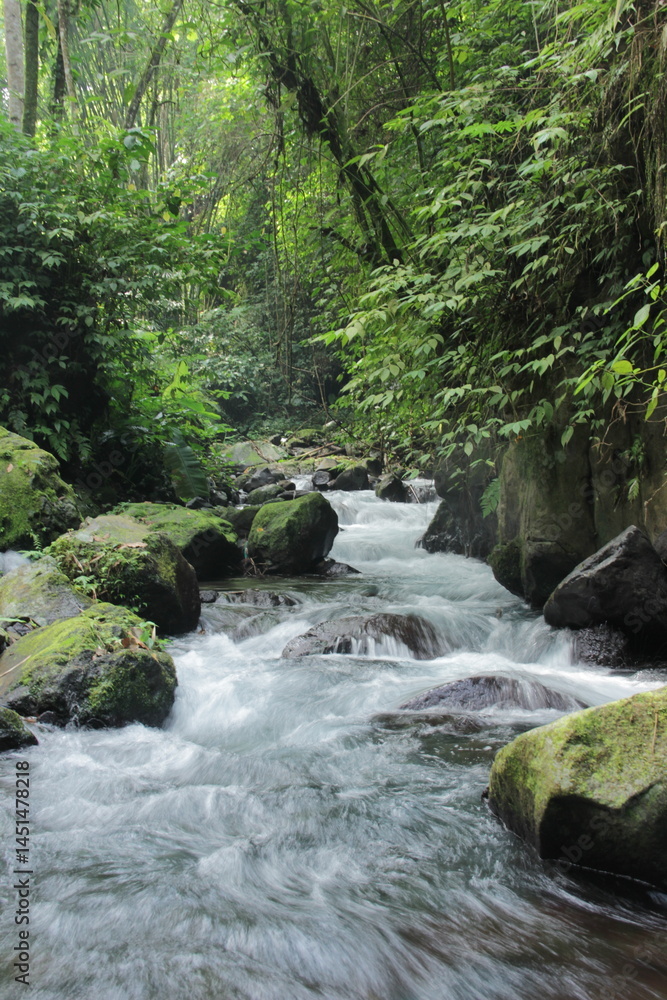 Pristine Jungle Stream Flowing Through Lush Green Forest Pristine Jungle Stream Flowing Through Lush Green Forest