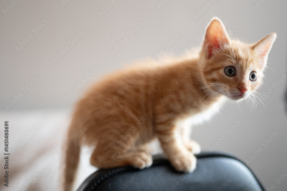 Curious orange kitten climbing on chair in cozy indoor space