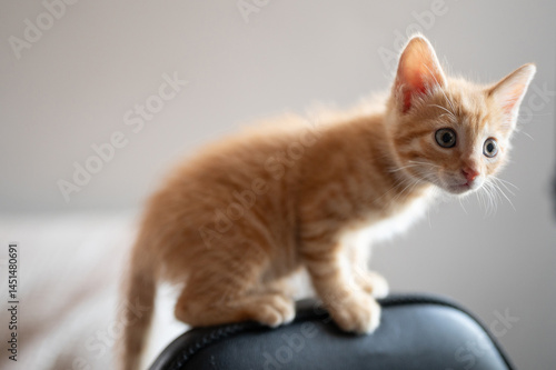 Obraz na płótnie Curious orange kitten climbing on chair in cozy indoor space w salonie