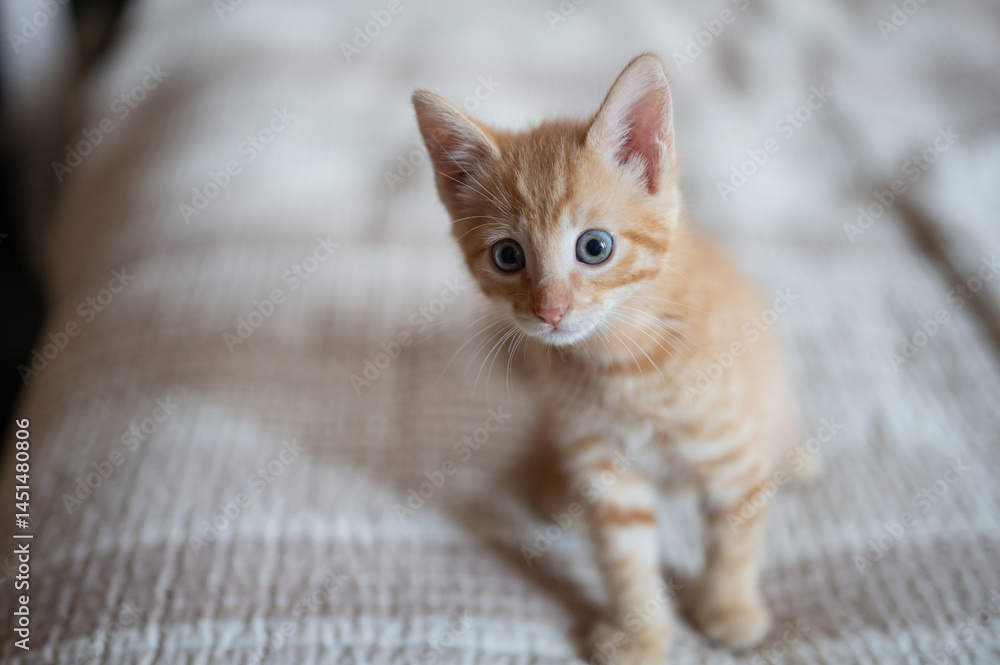 Cute orange kitten exploring cozy indoor setting with curious gaze