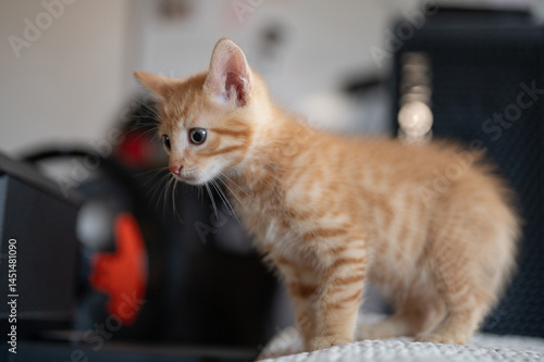 Obraz na płótnie Orange tabby kitten explores cozy indoor space during afternoon w salonie