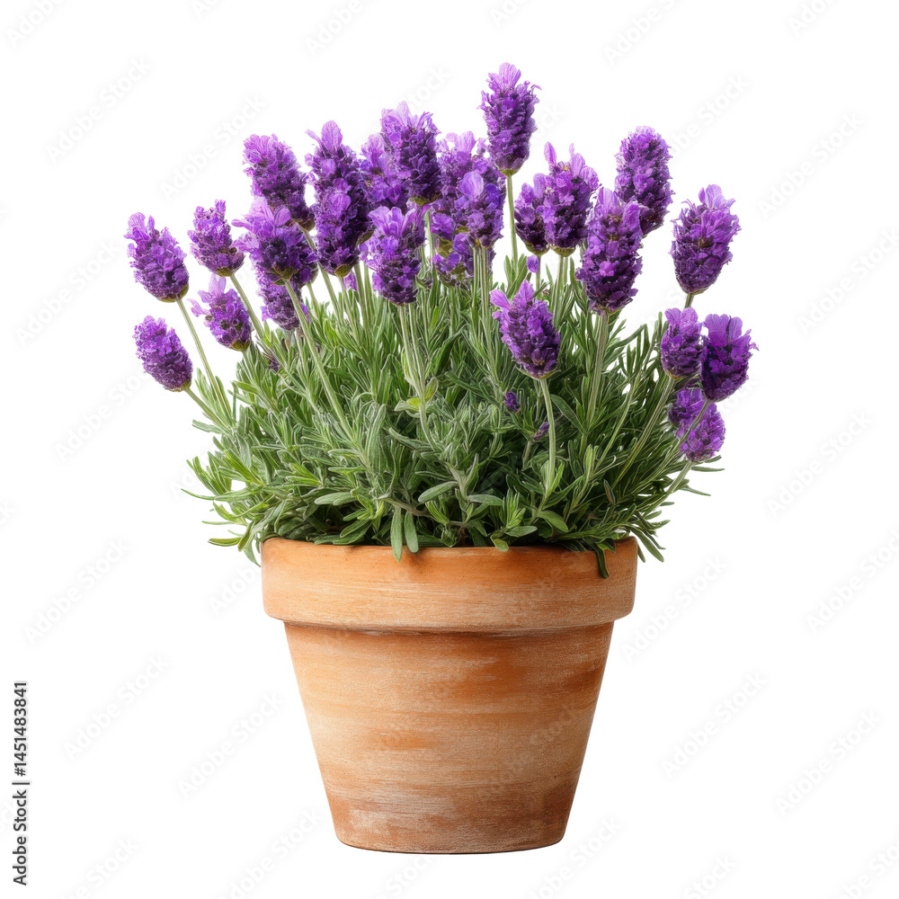 Potted lavender plant isolated on transparent png background Potted lavender plant isolated on transparent png background