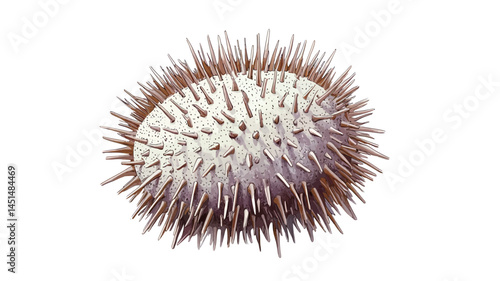 This high-resolution macro shot, taken against a pure white background, shows a unique seed pod that may be from an exotic plant. The photo shows extraordinary detail on the pod's surface.