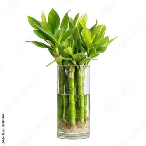 Lucky bamboo in vase isolated on transparent png background