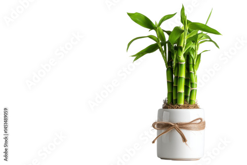 Green bamboo, pot, bow isolated on transparent png background