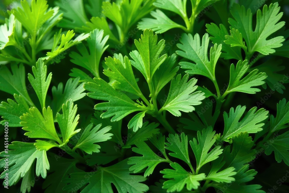 Fresh parsley leaves arranged in a decorative pattern , spice, background, arrangement Fresh parsley leaves arranged in a decorative pattern , spice, background, arrangement