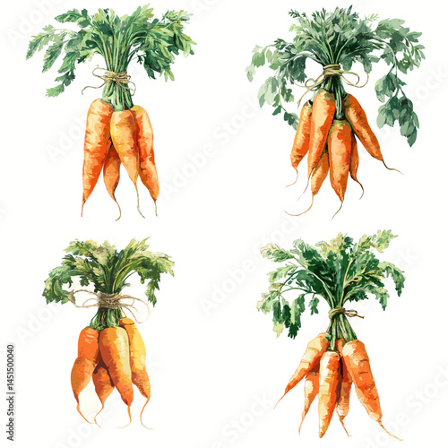 Watercolor illustration of fresh carrot bunches tied with string. Perfect for organic food packaging, kitchen decor, or healthy vegetable themed design projects.

