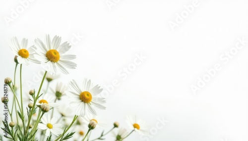 Wallpaper Mural Delicate white wildflowers against a pure white background, delicate, still life, beauty Torontodigital.ca