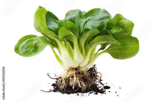 Fresh bok choy plant (1) isolated on transparent png background