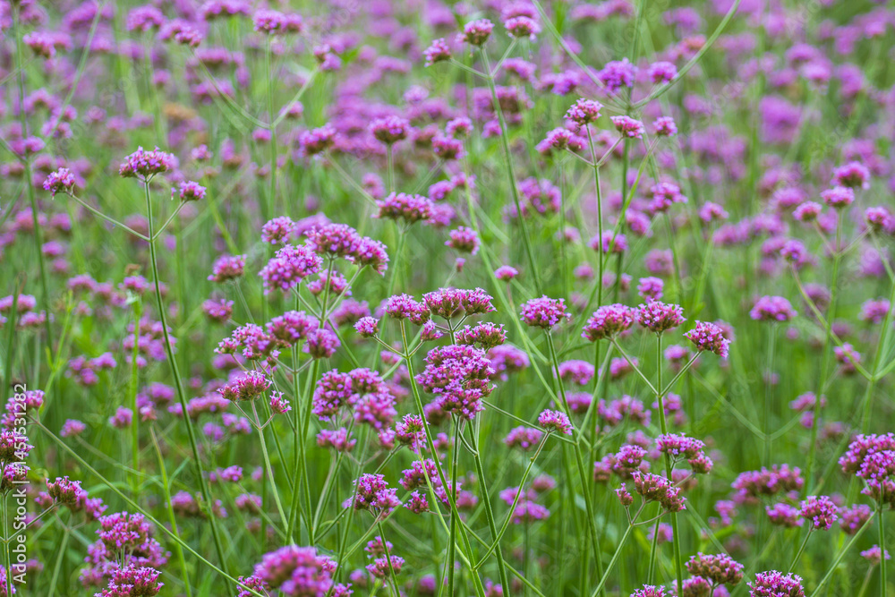 Naklejka premium field of lavender