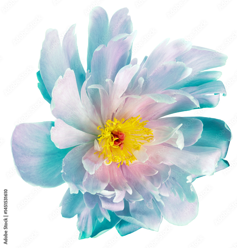 Obraz premium Peony flower on a white isolated background with clippin