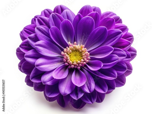 Purple Heart Flower, Low Light Photography, Isolated White Background, Macro Shot, Close Up, Floral Image