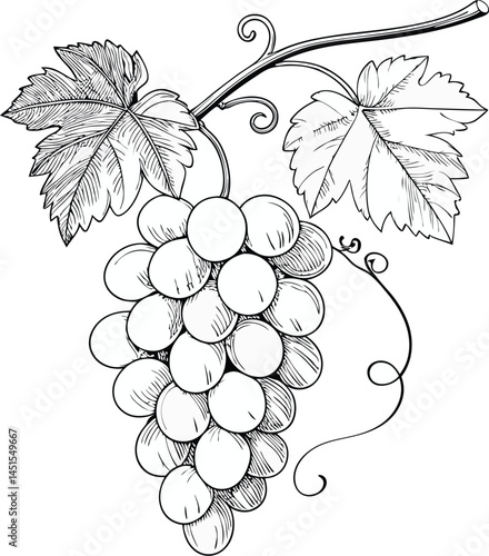 bunch of grapes