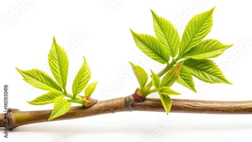 Spring Budding Ash Tree Sprout Closeup Photography - Isolated White Background