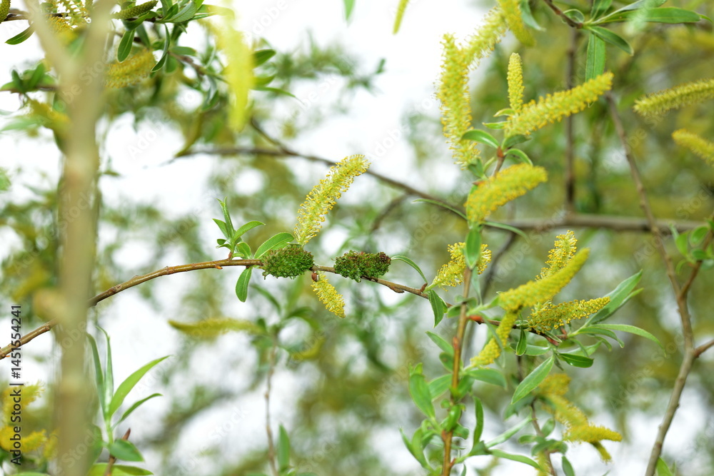 Weidenwirrzopf - Gallmilbe Stenacis triradiatus Weidenwirrzopf - Gallmilbe Stenacis triradiatus