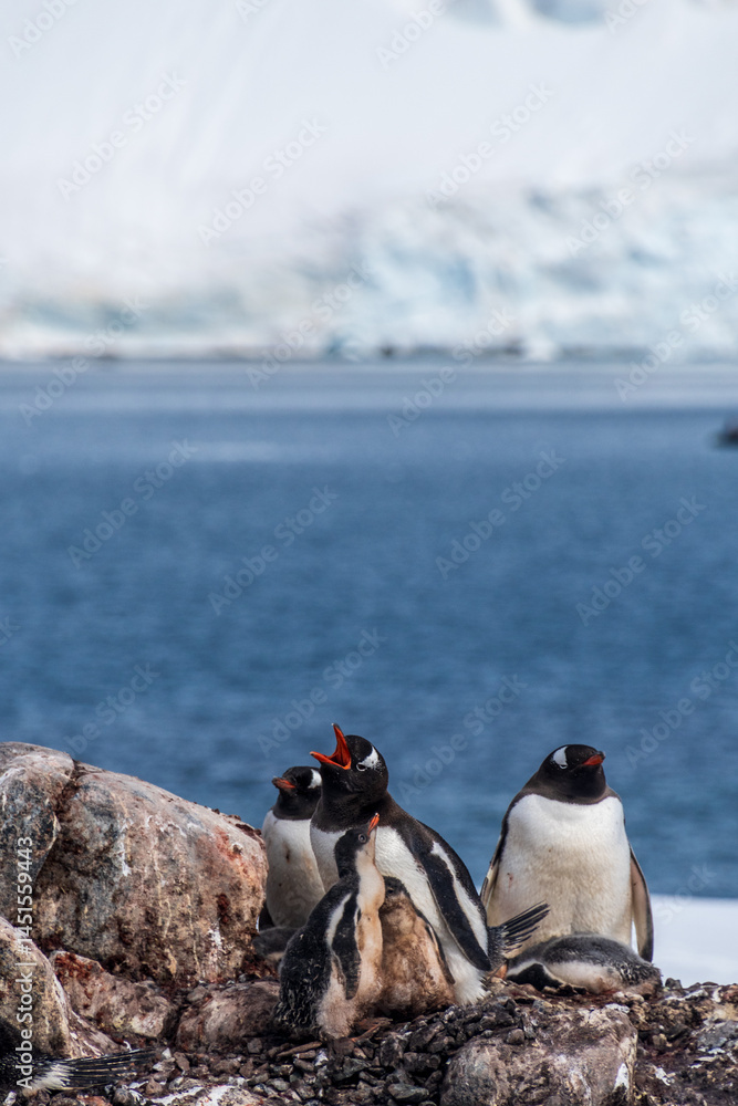Close-up of nesting Gentoo Penguin -Pygoscelis papua- with their chicks at Cierva Cove colony, on the Antarctic peninsula