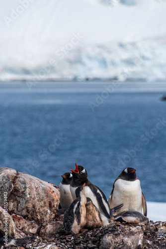 Obraz na płótnie Close-up of nesting Gentoo Penguin -Pygoscelis papua- with their chicks at Cierva Cove colony, on the Antarctic peninsula w salonie