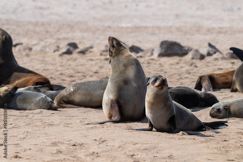 Cape Fur Seals - Arctocephalus pusillus- on the beach of Cape Cross Seal colony, along the skeleton coast of Namibia