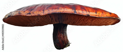 Obraz na płótnie Brown mushroom, forest floor, isolated, nature w salonie