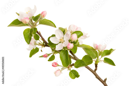 A beautiful pink cherry blossom branch with apple tree flowers blooms in spring