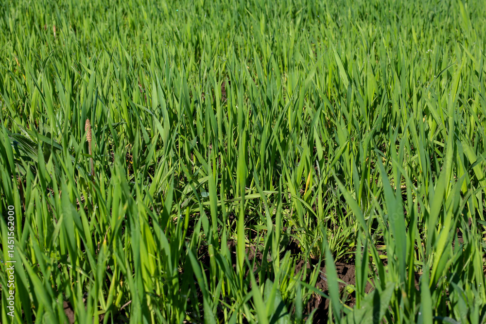 Fototapeta premium Even green field of young wheat stretches to the horizon under bright sunlight. Lush greenery ears, symbolizing the beginning of a new harvest and the vastness of Ukrainian lands.