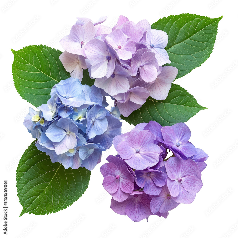 Beautiful hydrangeas arranged with green leaves, perfect for any floral decoration or spring celebration, hydrangeas flowers in a floral arrangement isolated on transparent background Beautiful hydrangeas arranged with green leaves, perfect for any floral decoration or spring celebration, hydrangeas flowers in a floral arrangement isolated on transparent background