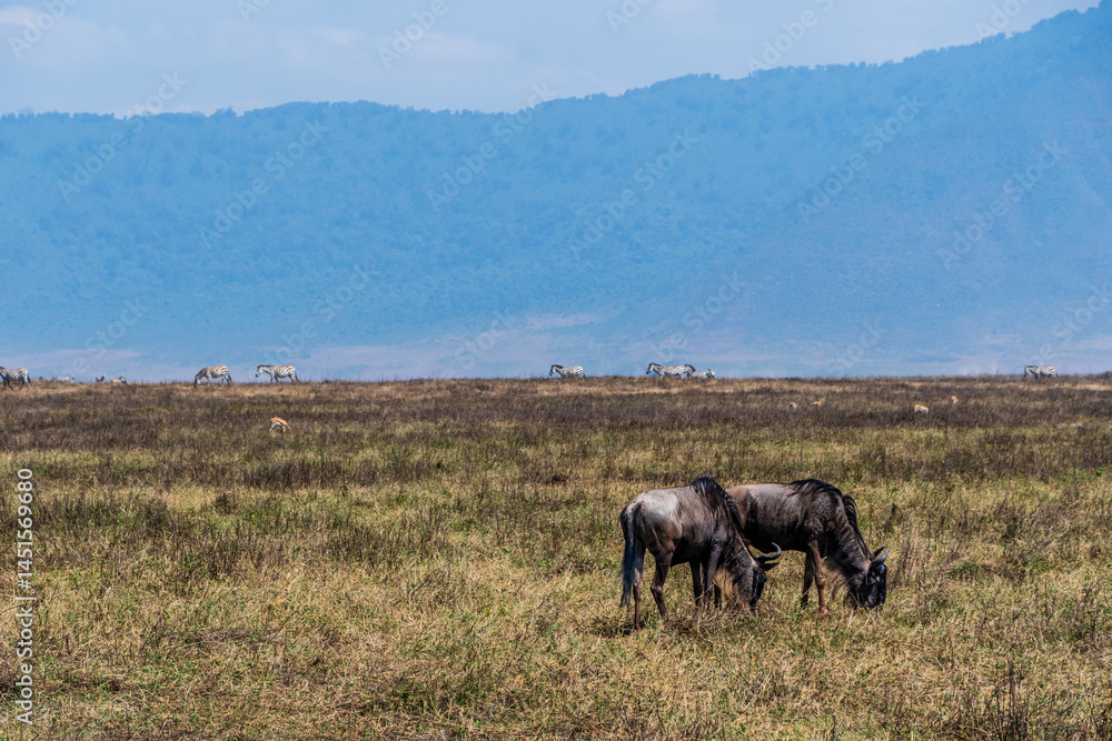 Telephoto of a herd of Blue wildebeest -Connochaetes taurinus- grazing in the Ngorogoro Crater, Tanzania