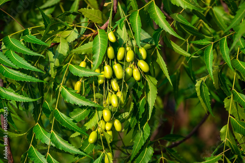 Fresh Neem fruit on tree with leaf on nature background, A leaves of neem tree and fruits growing natural medicinal