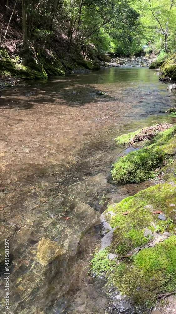 雲ヶ畑の渓流・縦サイズ