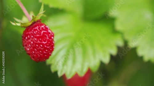 野イチゴの実 5倍スローモーション