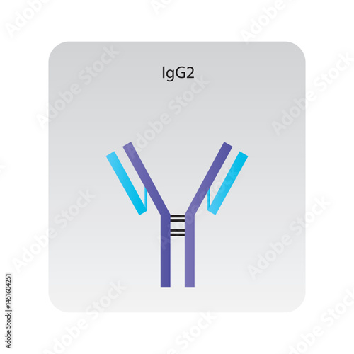 IgA2 immunoglobulin antibody structure schematic illustration. Simple immunology diagram.