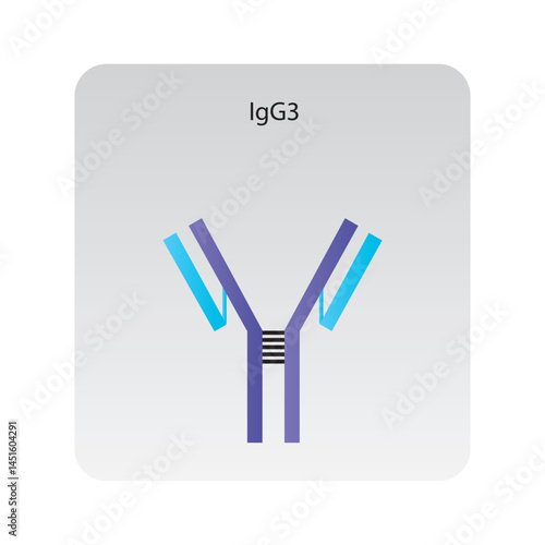 Pentameric IgM immunoglobulin antibody structure schematic illustration. Simple immunology diagram.