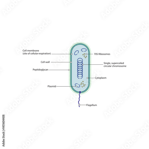 Prokaryote cell schematic diagram - simple illustration showing membrane, cell wall, peptidoglycan, plasmid, chromosome and ribosomes.