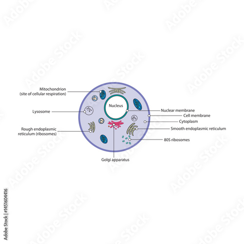 Eukaryote cell schematic diagram - simple illustration showing membrane,nucleus, RER, SER, golgi apparatues, lysosyme and ribosomes.