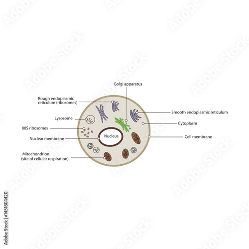 Eukaryote cell schematic diagram - simple illustration showing membrane,nucleus, RER, SER, golgi apparatues, lysosyme and ribosomes.