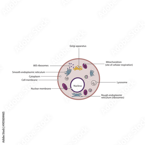 Eukaryote cell schematic diagram - simple illustration showing membrane,nucleus, RER, SER, golgi apparatues, lysosyme and ribosomes.
