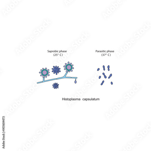 Histoplasma capsulatum Saprobic and parasitic phases diagram. Simple schematic illustration of endemic dimorphic fungi stages strucutre.