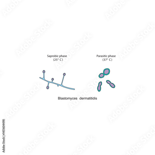 Blastomyces dermatitidis Saprobic and parasitic phases diagram. Simple schematic illustration of endemic dimorphic fungi stages strucutre.