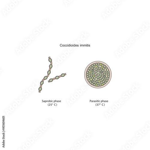 Coccidioides immitis Saprobic and parasitic phases diagram. Simple schematic illustration of endemic dimorphic fungi stages strucutre.