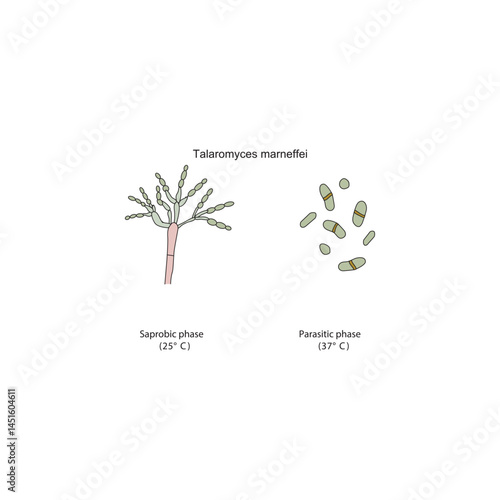 Talaromyces marneffei Saprobic and parasitic phases diagram. Simple schematic illustration of endemic dimorphic fungi stages strucutre.