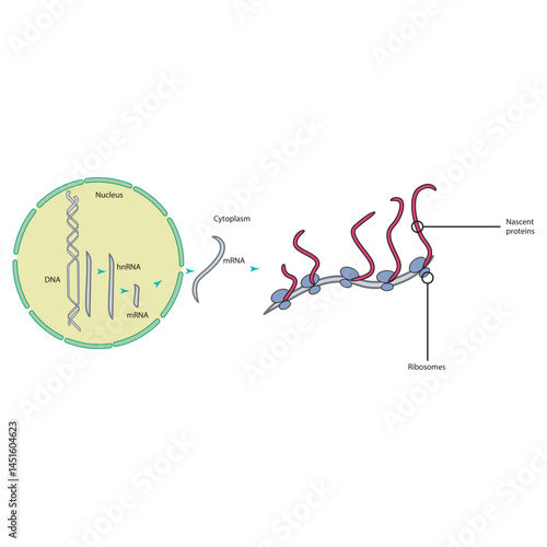 Eukaryotic gene expression process illustration – DNA transcription to mRNA and protein translation by ribosomes, simple biological schematic diagram for education and science