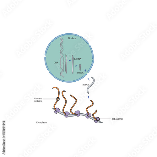 Eukaryotic gene expression process illustration – DNA transcription to mRNA and protein translation by ribosomes, simple biological schematic diagram for education and science