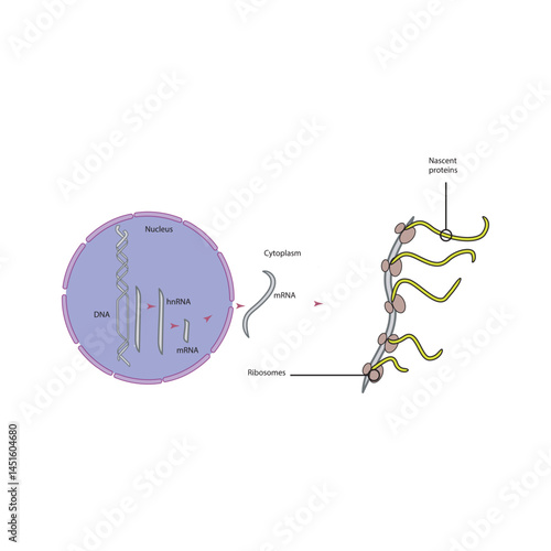 Eukaryotic gene expression process illustration – DNA transcription to mRNA and protein translation by ribosomes, simple biological schematic diagram for education and science